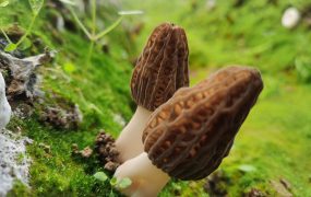 山嵐書就皺褶信：羊肚菌——破譯云南春之鮮